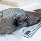 El pez 'sin rostro' es una de las criaturas más raras hallada por la expedición australiana.