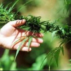 Imagen de plantas de marihuana como las incautadas en Ponferrada