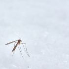 ¿Ya te han picado? Así es cómo puedes evitar las picaduras de mosquito