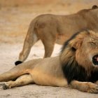 Cecil, el león de Zimbabue cuya muerte suscitó una gran polémica.