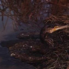 Un grupo de cormoranes fotografiados al atardecer en las choperas de la Lastra