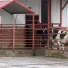 Dos reses, el pasado jueves, a punto de entrar al matadero
