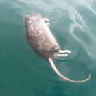 Una rata muerta flotando en la playa de la Barceloneta.