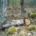 Imagen de uno de los árboles autóctonos talados en el bosque de Porcarizas