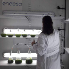 El proyecto estudia biocompuestos de microalgas con aplicaciones alimentarias.