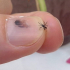 El mosquito tigre se adapta a la humedad. ATRAPAELTIGRE.COM