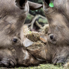 Rinocerontes en el zoológico Aurora de Guatemala. ESTEBAN BIBA