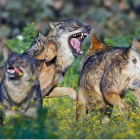 Una de las imágenes de los lobos.