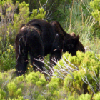 Un oso, con la marca de un lazo.