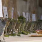La variedad prieto picudo está ganando importantes reconocimientos vinícolas.