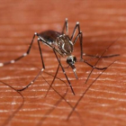 Un ejemplar del mosquito ’Aedes aegypti’, transmisor del dengue.