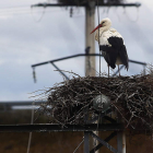 Las aves de la polémica anidan entre la escuela del pueblo y la autopista de Astorga