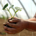 Uno de los objetivos es ampliar la superficie dedicada a la agricultura ecológica. P. GARCÍA