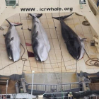Ballenas capturadas por un pesquero japonés