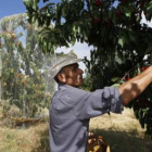 José Alonso en la finca de Villoria de Órbigo. Los cerezos, protegidos para evitar los pájaros..