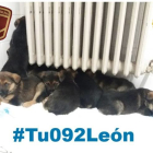 Imagen de los perritos bajo un radiador de la Policía Local. POLICÍA LOCAL