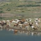 El ganado de la zona pasta cerca de las aguas de la presa actualmente