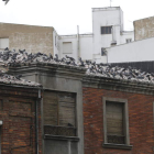 Colonia de palomas en un edificio de la capital leonesa, en una foto tomada en 2014. JESÚS F. SALVADORES