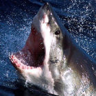 Imagen de archivo de un tiburón blanco en las costas de Australia.