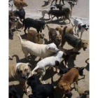 En el municipio de San Andrés hay más de un millar de perros censados, de los que 40 son peligrosos