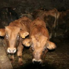 Una pareja de terneros en uno de los tantos establos extendidos por la comarca.