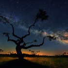 «El Árbol de la Galaxia» captura la silueta de un roble contra un cielo.