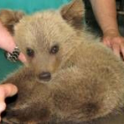 Cría de oso pardo abandonada en el parque de Somiedo el mes pasado