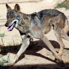 El lobo está considerado por la Unión Europea como una especie no cinegética.