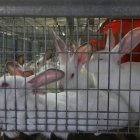 León, la que más conejo produce en la Comunidad.