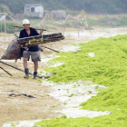 Un recolector de basura pasea por la playa cubierta de algas en Qingdao, en la provincia de Shandong, el 31 de julio de 2014.