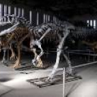 Imagen de uno de los esqueletos reproducidos a escala que se podrán encontrar en la exposición