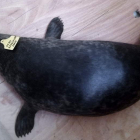Fotografía facilitada por Cepesma del ejemplar de foca gris bautizado como ‘Playu’.