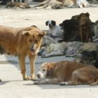 Las protectoras de animales coinciden en que los meses de verano es cuando se producen más abandonos