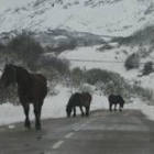 Las sanciones del Seprona en materia de sanidad animal han crecido durante el último año