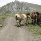 Equinos leoneses pastando en el entorno del puerto babiano de Pinos.