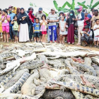Residentes locales observan una montaña de cadáveres de cocodrilos en una granja de cria en Sorong, Indonesia.  /