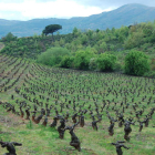 Una de las parcelas con viñas controladas por el Banco de Tierras en la comarca, en una imagen de archivo. BANCO DE TIERRAS