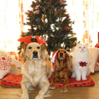 Cómo vestir a tu mascota durante la Navidad León 2020