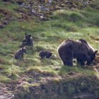 Una osa con sus crías en un paraje de la cordillera. FOP