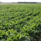 Una plantación  de remolacha en la ribera del río Órbigo