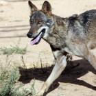 El lobo es una especie que sólo cuenta con protección especial al Sur del Duero, donde se considera en peligro de extinción. E. MARGARETO