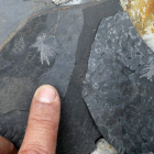 Primer plano de los graptoliptos localizados en el yacimiento de Salas de la Ribera.