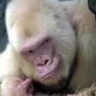 Una de las últimas fotografías de Copito de Nieve tomadas en su jaula del Zoo de Barcelona