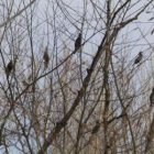 Un grupo de cormoranes en las choperas del Bernesga.