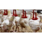 Pollos en una explotación.