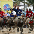 Jockeys tailandeses montan búfalos durante una tradicional carrera de cien metros.