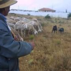 Un pastor vigila su rebaño de ovejas en la provincia de León ayudado por sus perros carea