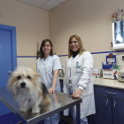 veterinariojesus