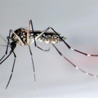 Detalle del mosquito "Aedes Aegypti", trasmisor del zika.