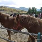 El curso tratará sobre la cría y cuidado de los caballos